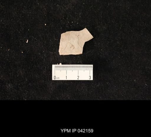 undet. Hymenoptera