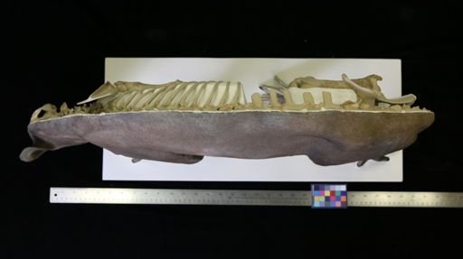 Merycoidodon culbertsonii
