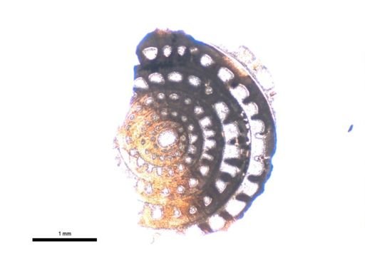Triticites pinguis