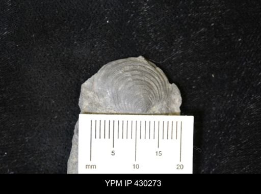 Paracyclas sp.