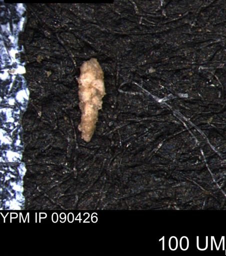 Verneuilina canadensis