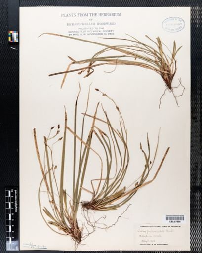 Carex pedunculata
