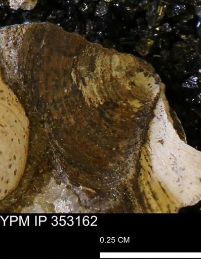 Limopsis striatopunctatus