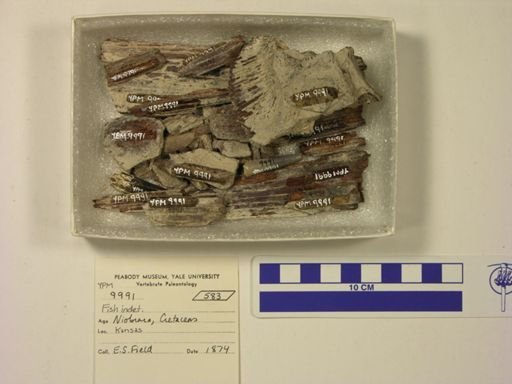 Enchodus sp.