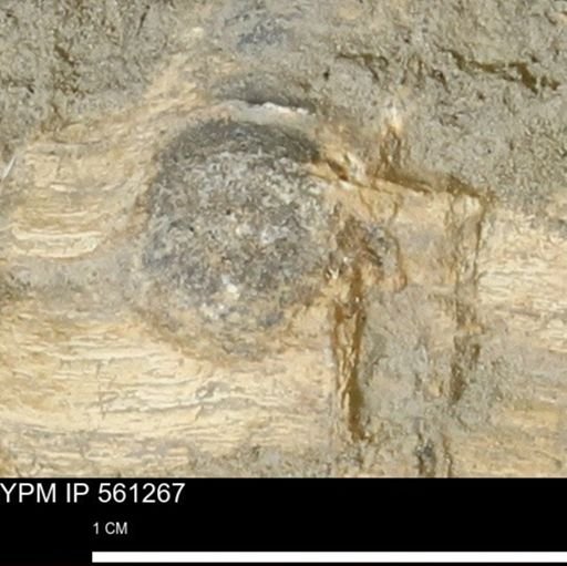 Teredo sp.