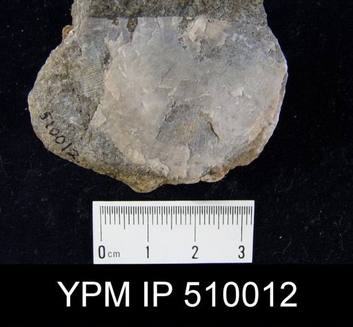 Strophomena incurvata