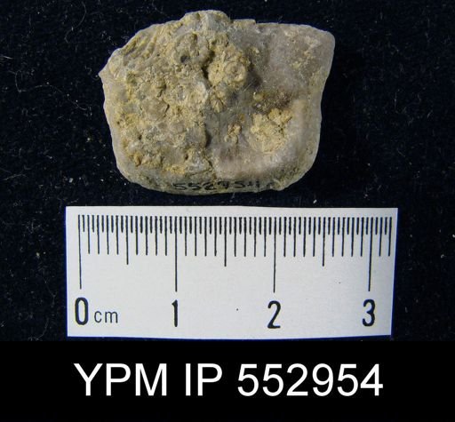 Leptaena rhomboidalis