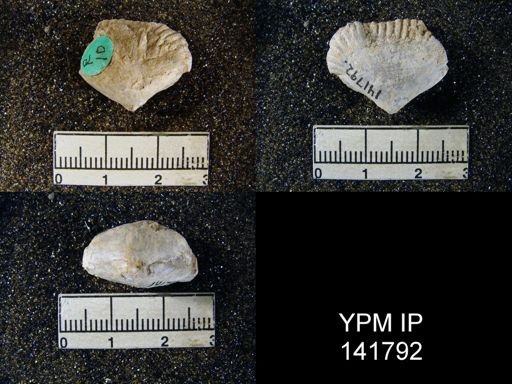 Camerophoria purdoni