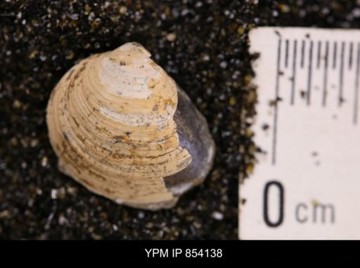 Limopsis striatopunctatus
