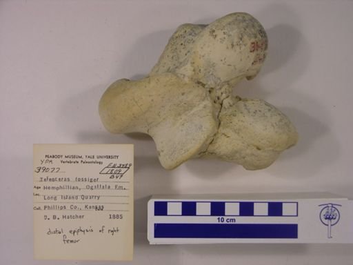 Teleoceras fossiger