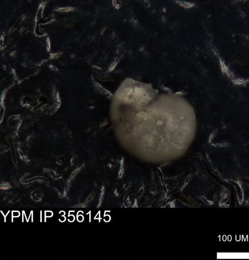 undet. Foraminiferida