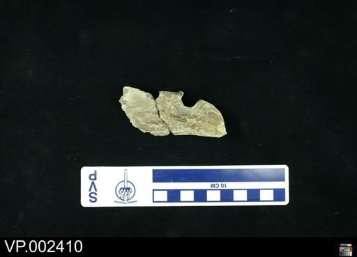 Pteranodon