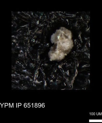 undet. Foraminiferida