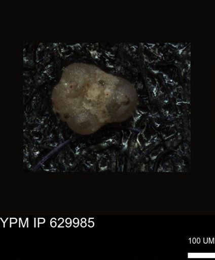 undet. Foraminiferida