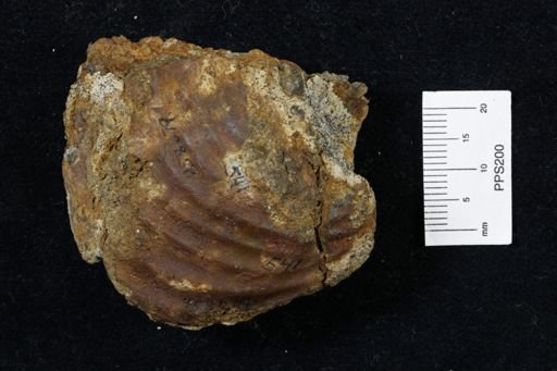 Inoceramus proximus