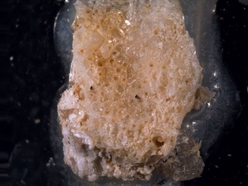 Rhynchozoon rostratum