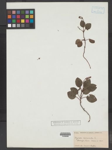 Pyrola secunda