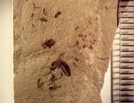 undet. Coleoptera