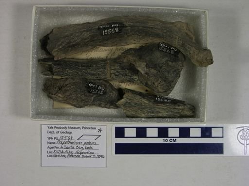 Prepotherium potens