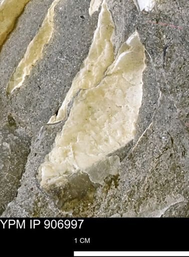Pseudoptera sp.