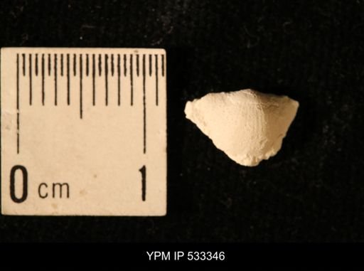 Chonetes logani