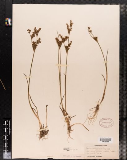Juncus articulatus