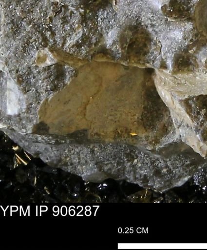 undet. Ammonoidea