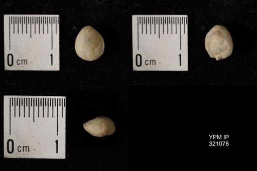 Dielasma breviplicatum