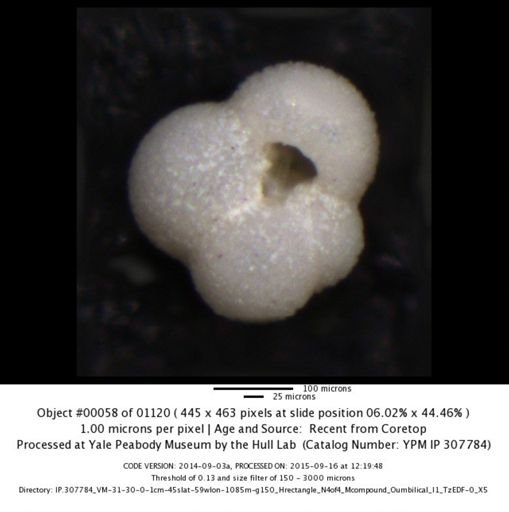 undet. Foraminiferida