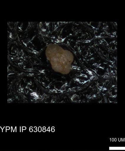 undet. Globigerinina