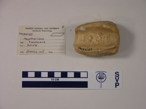 Phyllophaga