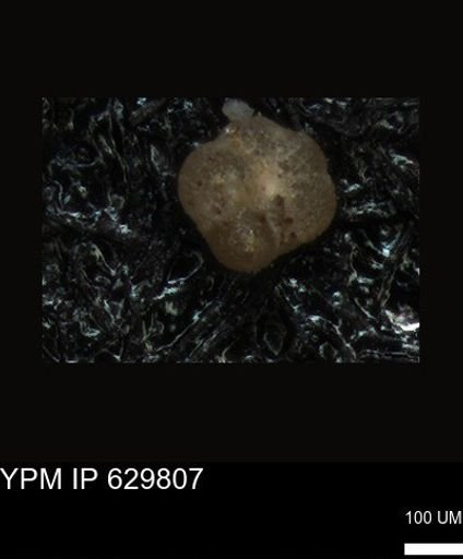 undet. Foraminiferida