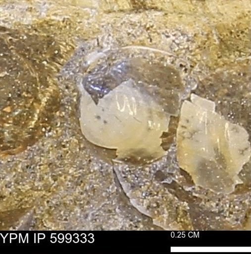 Protocardia subquadrata