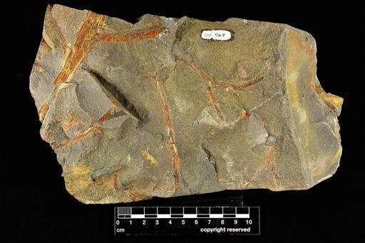Pertica quadrifaria
