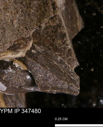 undet. Bivalvia