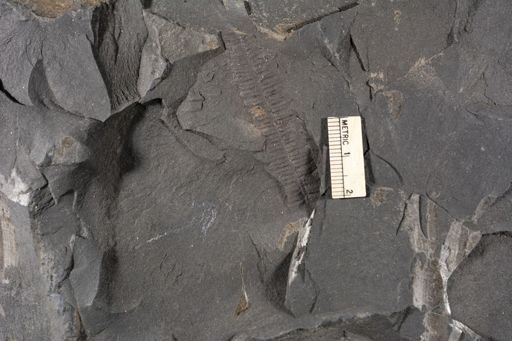 Pecopteris sp.
