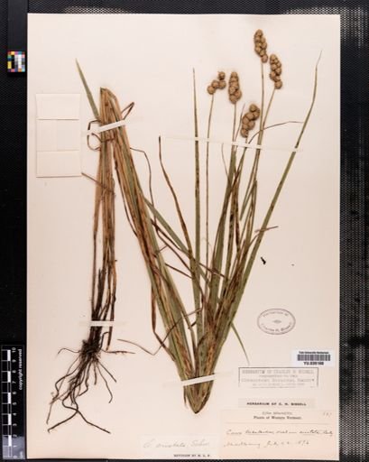 Carex cristatella