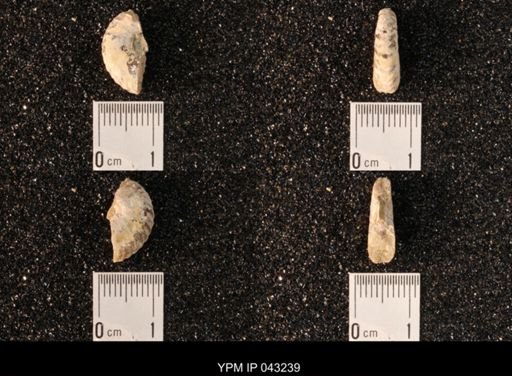 Hoploscaphites nicolletii