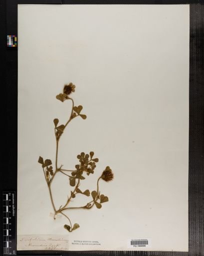 Plantae