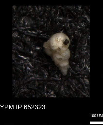 undet. Heterohelicidae