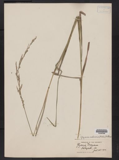 Glyceria melicaria