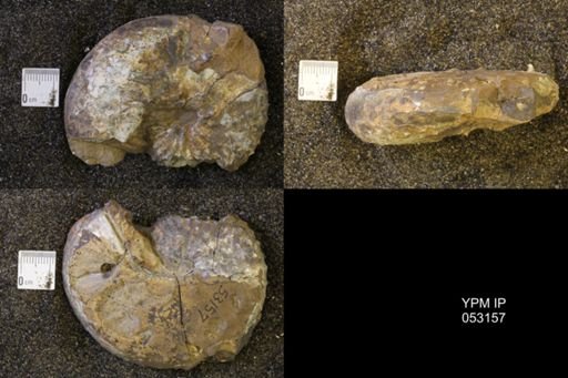 Discoscaphites conradi