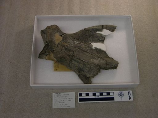 Amynodon?