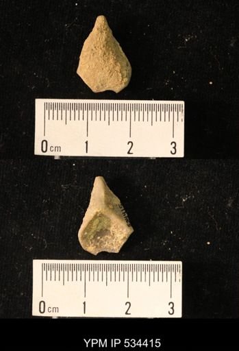 undet. Crinoidea