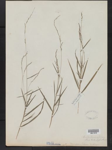 Muhlenbergia sobolifera