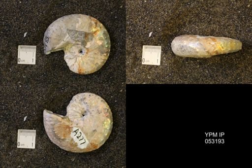 Discoscaphites conradi