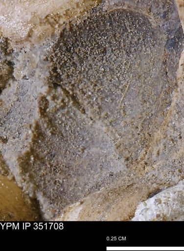 undet. Bivalvia