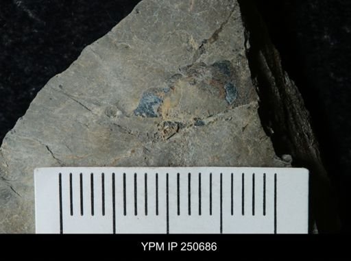 undet. Carcinosomatidae