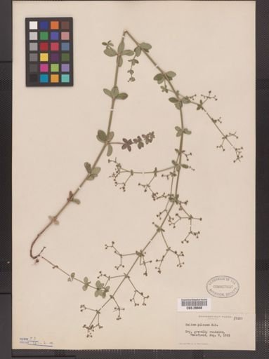 Galium pilosum