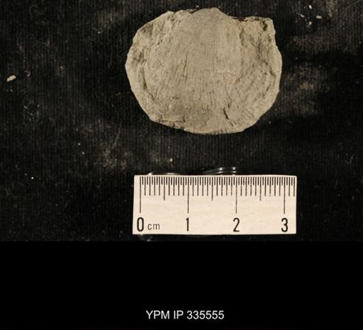Linoproductus sp.